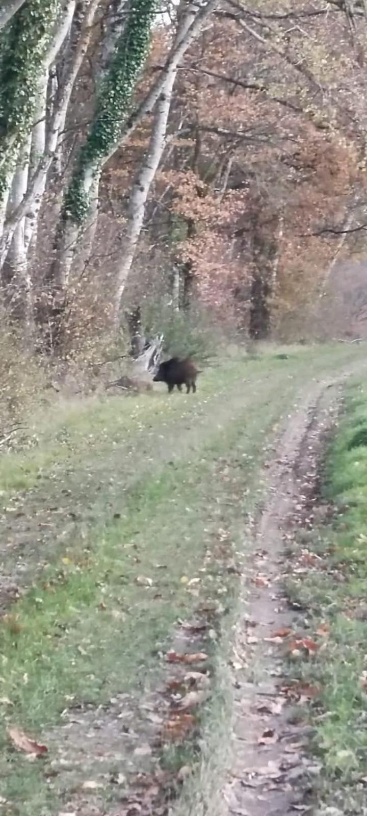 Pleine Nature, 10 Min Zoo Beauval Mareuil Sur Cher Extérieur photo